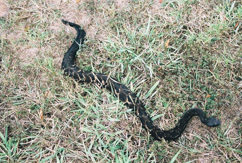 Beautiful Georgia Timber rattlesnake that bit me!